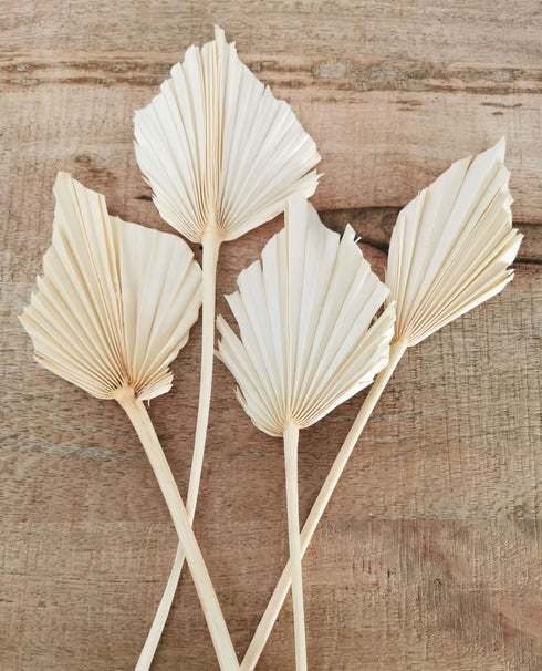 Palmspear natur, exotische Trockenblumen für Gestecke und Floristik, Boho DIY Dekoration, 4Stk. natur gebleicht ca.30-37cm