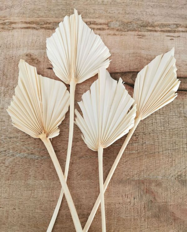 Palmspear natur, exotische Trockenblumen für Gestecke und Floristik, Boho DIY Dekoration, 4Stk. natur gebleicht ca.30-37cm