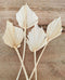 Palmspear natur, exotische Trockenblumen für Gestecke und Floristik, Boho DIY Dekoration, 4Stk. natur gebleicht ca.30-37cm