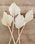Palmspear natur, exotische Trockenblumen für Gestecke und Floristik, Boho DIY Dekoration, 4Stk. natur gebleicht ca.30-37cm